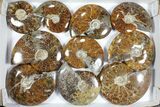 Lot: Polished Ammonites ( -) - Pieces #101597-1